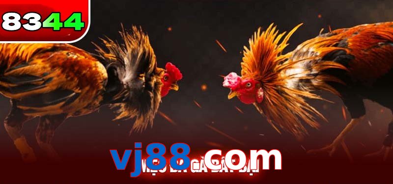 Đá gà vj88.com có sức hấp dẫn